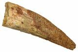 Fossil Spinosaurus Tooth - Real Dinosaur Tooth #344176-1